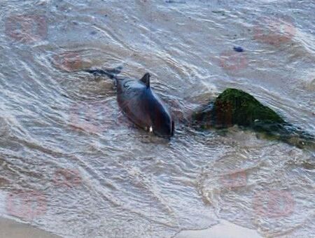 Три мъртви делфина изплуваха на плажа в Приморско (СНИМКИ)
