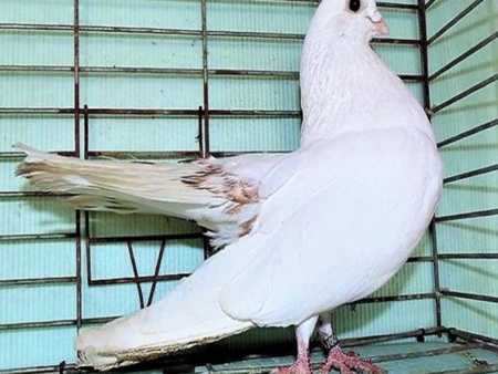 Почина най-старият гълъб в света