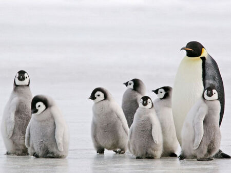 Императорският пингвин вече е „застрашен“ заради климатичните промени