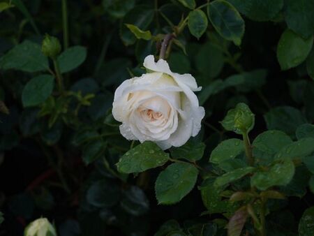 Какво символизира бялата роза и кога да я подарите