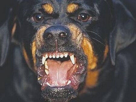 3-г. дете стана свидетел на убийство след нападение на питбул