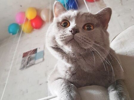 Сбогом на интернет легендата: Котаракът Румен си отиде завинаги