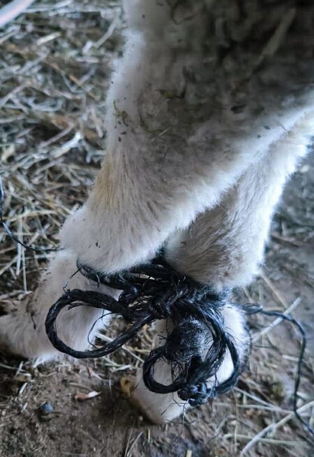 Франция арестува афганистански мигрант за серийно изнасилване на овце и кози