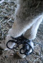 Животните са връзвани по този начин. От всички във фермата афганистанецът най-харесвал кози и овце.