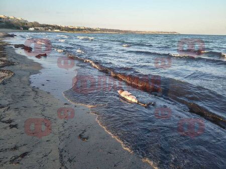 Сигнал до Флагман.бг: Огромен труп изплува на плажа в Сарафово