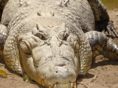 Крокодил нападна турист в къмпинг, мъжът показа огромна жажда за живот