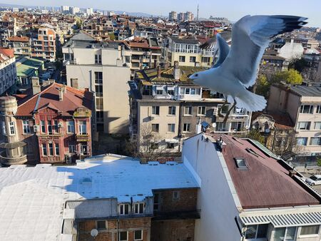 В Белгия правят състезание за имитация на чайки, а в Бургас кога?