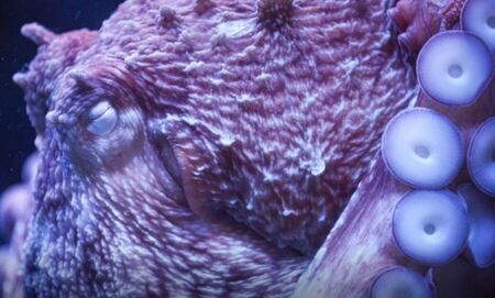 Нови разкрития на фосили от челюсти разкриват съществуване на митичния кракен