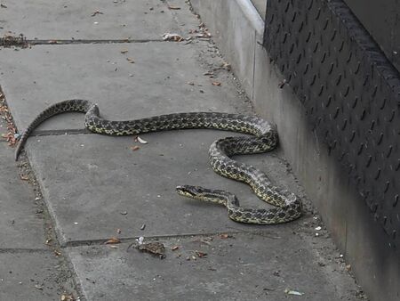 Двуметрова змия в жк "Възраждане" шокира бургазлии (СНИМКИ)