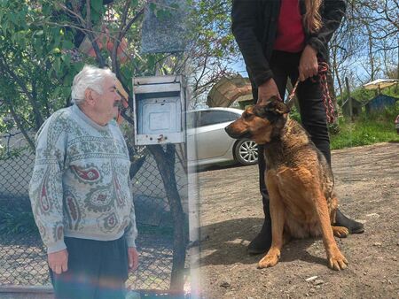 Прокуратурата се зае с изнасиленото куче Мая, ето какво наказание грози содомита Жельо от Банево
