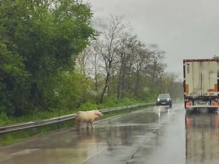Внимание, прасе на пътя!