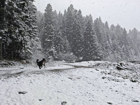 Сякаш е декември, а не краят на април! Снежна покривка на много места у нас, а идва и още студ! (ВИДЕО)