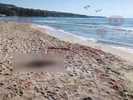 Мъртви делфини изплуваха край Варна, експерти търсят причината