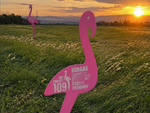 109 розови фламинго посрещнаха Giro dItalia в Бургас