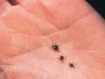 Опасна треска след ухапване от кърлежи предизвика смъртни случаи в съседна Турция