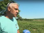 Берем и ревем! Производителите на ягоди са с унищожена реколта