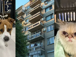 Ужасът с домашните любимци е навсякъде! Спасиха куче и котка, прекарали над 4 дни заключени на тераса (СНИМКИ)