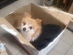 Историята на кученцето Мари, която трогна цяла България и доказа, че добротата няма цена