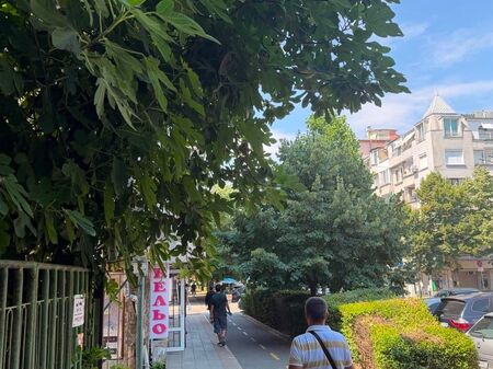 Някога плодовете в Бургас не успяваха да узреят, днес капят и гният по улиците