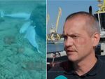 Началникът на отдел „Рибарство и контрол“ в ИАРА-Бургас Константин Дамянов коментира, че войната в Украйна е засилила смъртността и при морските обитатели