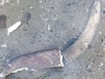 Дунав отстъпи и разкри останки от мамут край Ряхово