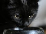 Жена удуши котка, глобиха я с 30 000 евро