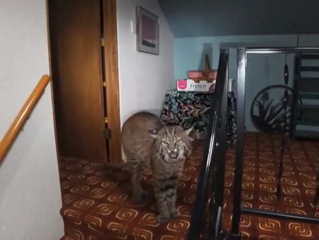 Полицаи тръгнаха по сигнал за взлом, а откриха животно