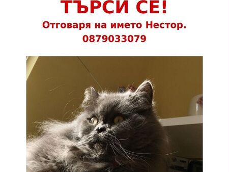Виждали ли сте Нестор? Красивият персиец изчезна в центъра на Бургас