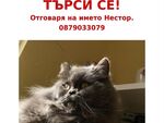 Виждали ли сте Нестор? Красивият персиец изчезна в центъра на Бургас