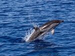 По-топлата вода мести рибните пасажи навътре в морето, а делфините са принудени да следват храната си