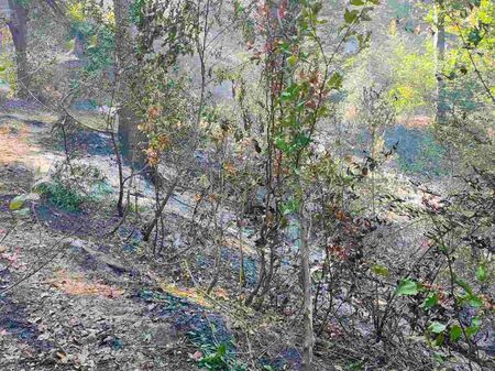 700 декара пламнаха край Клисурския манастир, огънят е спрян далеч от светата обител