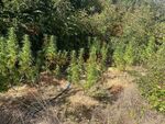 Полицаите открили конопени растения с височина между 130 и 160 сантиметра, както и още наркотични вещества и пособия