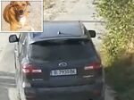Шофьор прегази домашно куче във Варна и отпраши, стопанката показа кадри