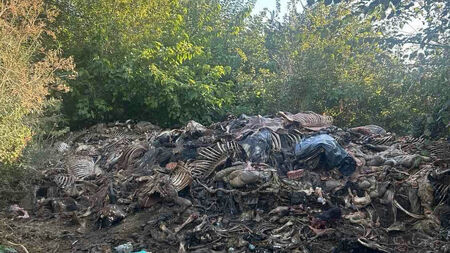 Разбиха нелегална кланица за коне край Сливен: 200 кг месо и трупни отпадъци край река