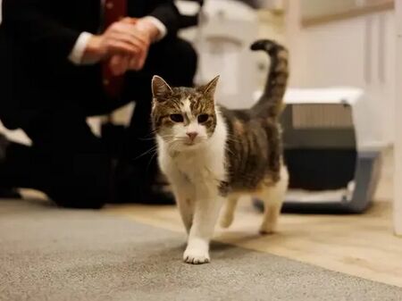 Котаракът Лари се върна на поста си на „Даунинг стрийт" след операция