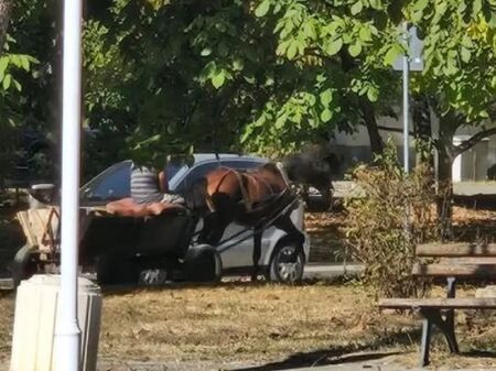 Каруца „паркира“ в градски парк, конят пасе до пейките