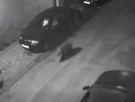 Мечка притича по улиците на Благоевград посред нощ